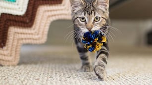 Cuándo y dónde será la próxima feria para amantes de los gatos.