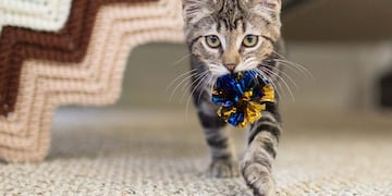 Cuándo y dónde será la próxima feria para amantes de los gatos.