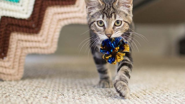Cuándo y dónde será la próxima feria para amantes de los gatos.