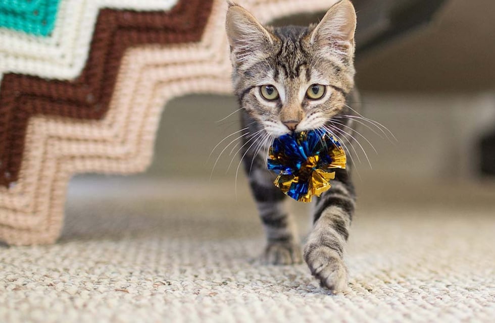 Para los amantes de los gatos: cuando y dónde será la feria Juntada para Michis en Córdoba