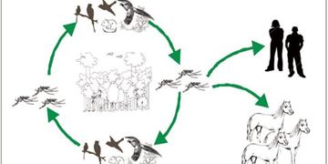 Cadena de contagio de la Encefalomielitis equinas.