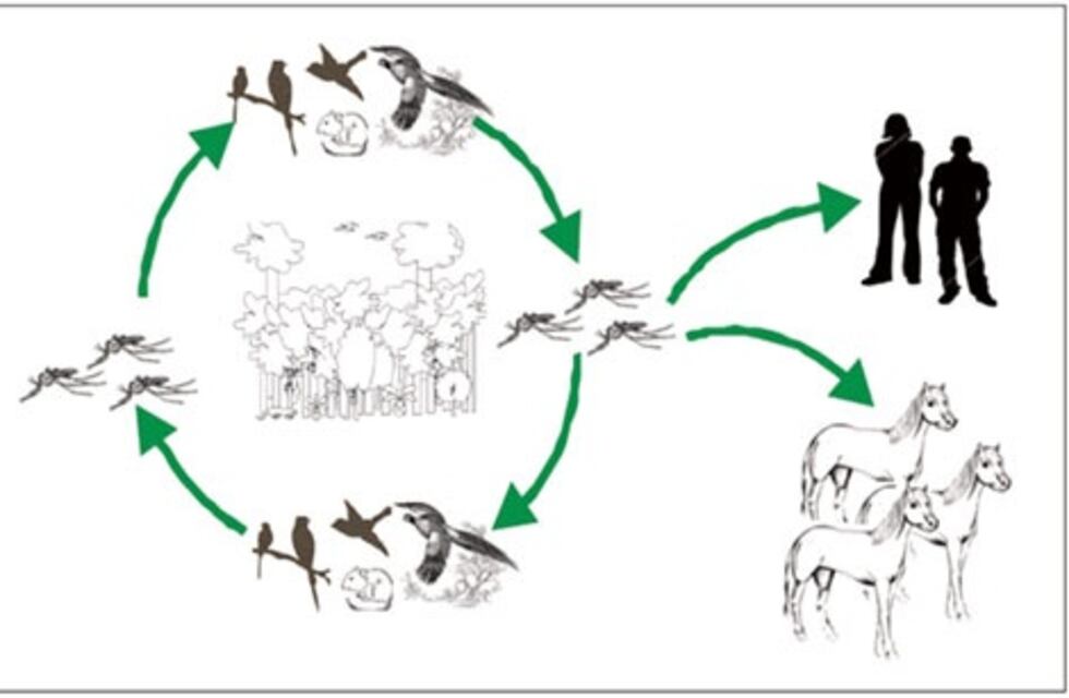 Tres Arroyos: arribaron vacunas contra la Encefalomielitis Equina