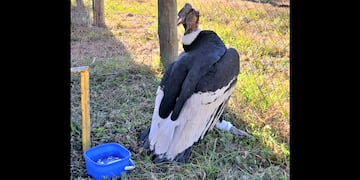 El ejemplar de cóndor andino rescatado  en Purmamarca (Jujuy), afectado por una fractura en su pata derecha.