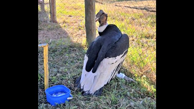El ejemplar de cóndor andino rescatado en Purmamarca (Jujuy), afectado por una fractura en su pata derecha.