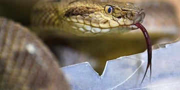 Qué significa soñar con serpientes que no te hacen nada y qué pasa si te atacan.