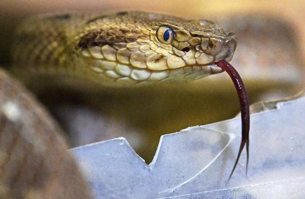 Qué significa soñar con serpientes que no te hacen nada y qué pasa si te atacan