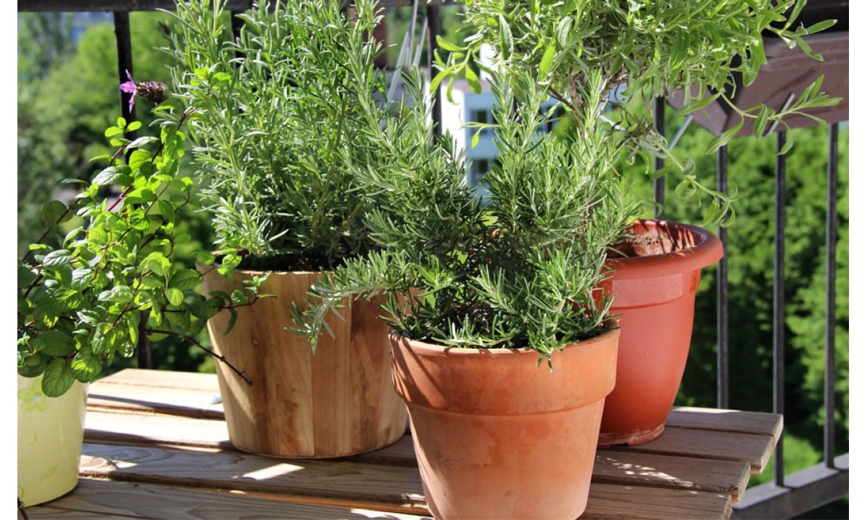 La planta de huerta que se mantiene verde todo el año y crece en el interior de las casas