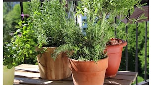 Enterrar cáscaras de manzana en la tierra de las macetas es un truco casero recomendado para nutrir y proteger las plantas.