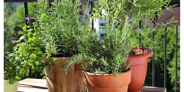 Enterrar cáscaras de manzana en la tierra de las macetas es un truco casero recomendado para nutrir y proteger las plantas.