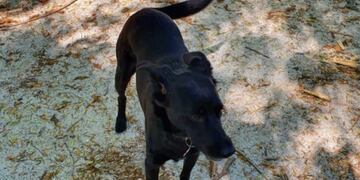 Juana, la perra perdida en la peluquería