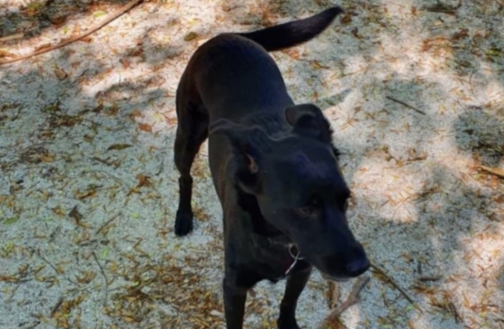 Dejó a su perra en una peluquería de La Plata para un corte de pelo y se la perdieron