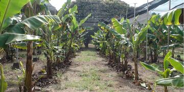 La producción de banana en invernaderos se presenta como una alternativa viable que mejoraría la calidad y cantidad de este fruto por unidad de superficie.