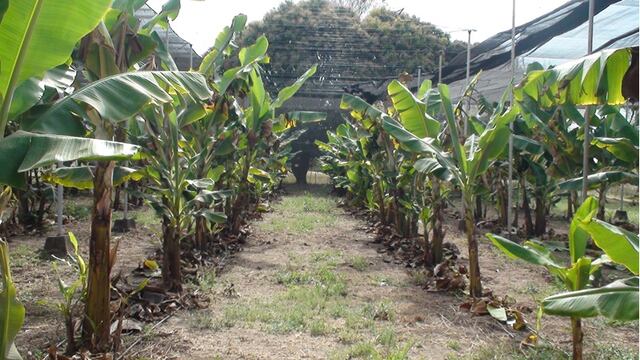 La producción de banana en invernaderos se presenta como una alternativa viable que mejoraría la calidad y cantidad de este fruto por unidad de superficie.