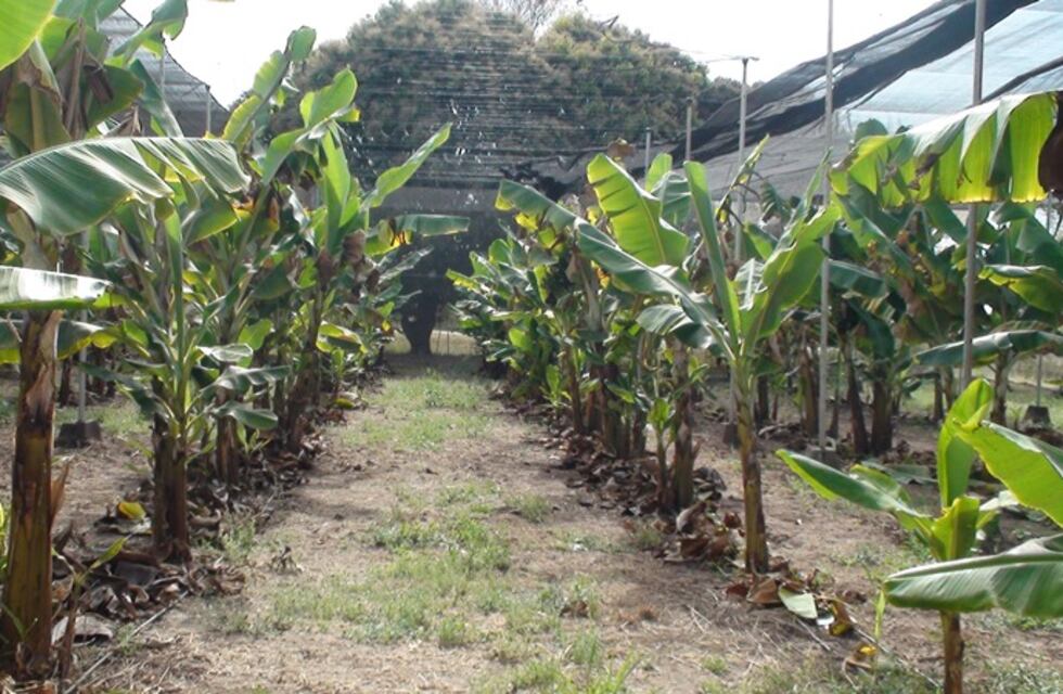 En Jujuy, prueban generar un “microclima” para potenciar la producción bananera
