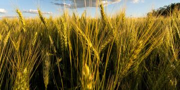 Los productores cordobeses de trigo acompañan la protesta.