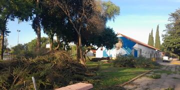 Caídas de árboles en Arroyito