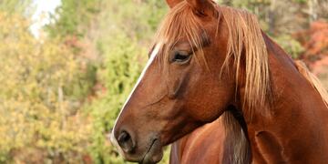 Inhumano: mató a palazos en la cabeza a su caballo