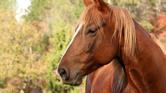 Inhumano: mató a palazos en la cabeza a su caballo