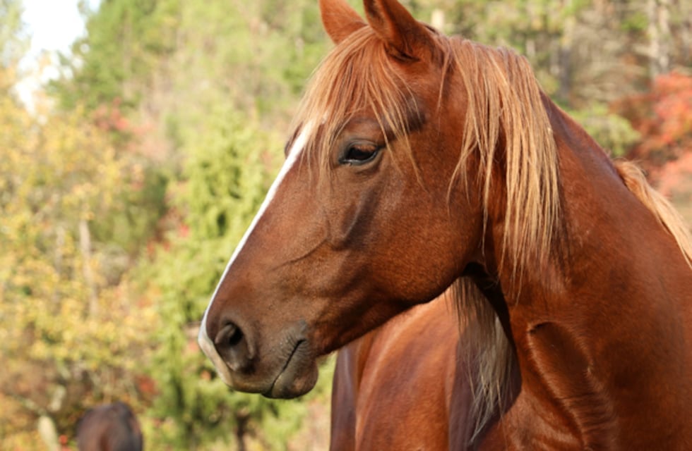 Inhumano: mató a palazos en la cabeza a su caballo