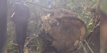 25 de Mayo: individuo detenido por tala de especie nativa.