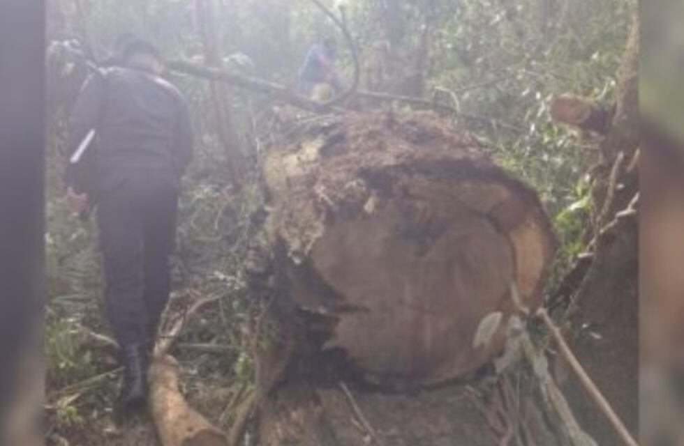 25 de Mayo: individuo detenido por tala de especie nativa
