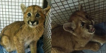 El pumita se encuentra en buen estado de salud