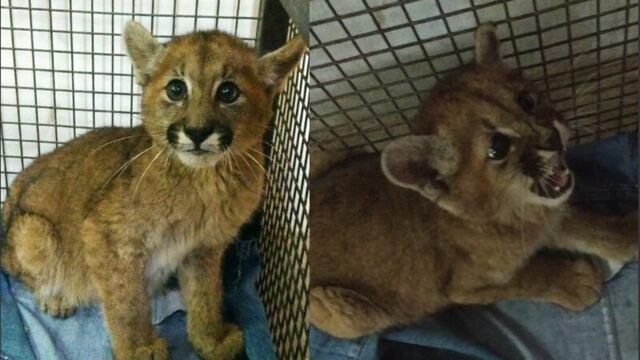 El pumita se encuentra en buen estado de salud