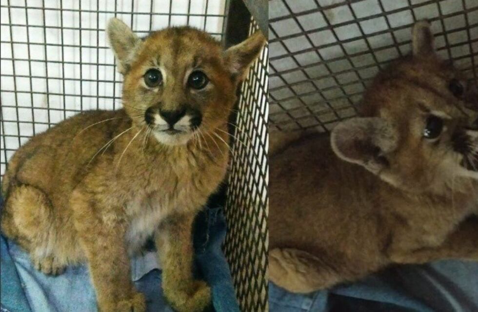 Salió a pasear a su perro en Arequito y se topó con un puma bebé