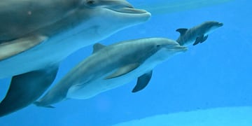 Delfines
