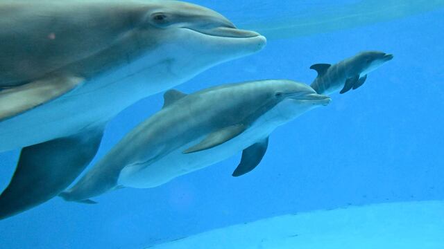 Delfines