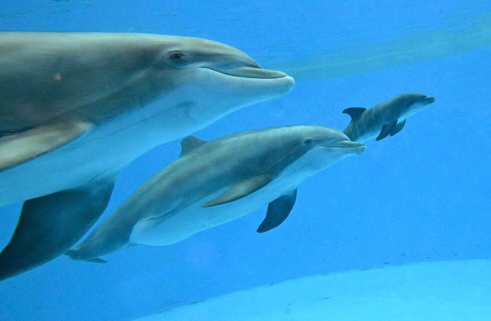 Villa del Mar: taller de “Detección y clasificación de biosonares de delfines del Cono Sur”