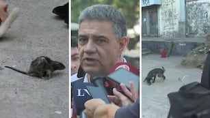 Una rata causó pánico en plena conferencia de Jorge Macri y el video se hizo viral.