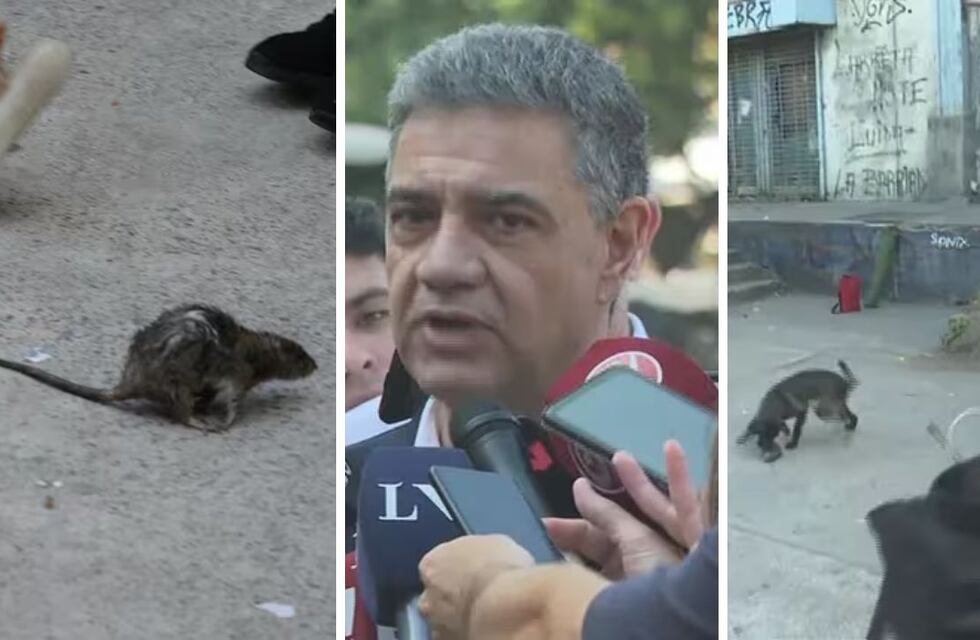 Una rata causó pánico en plena conferencia de Jorge Macri y el video se hizo viral