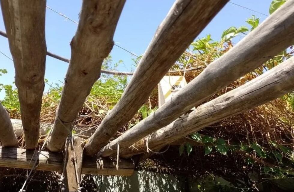 Tragedia en San Juan: podaba una enredadera y murió electrocutado