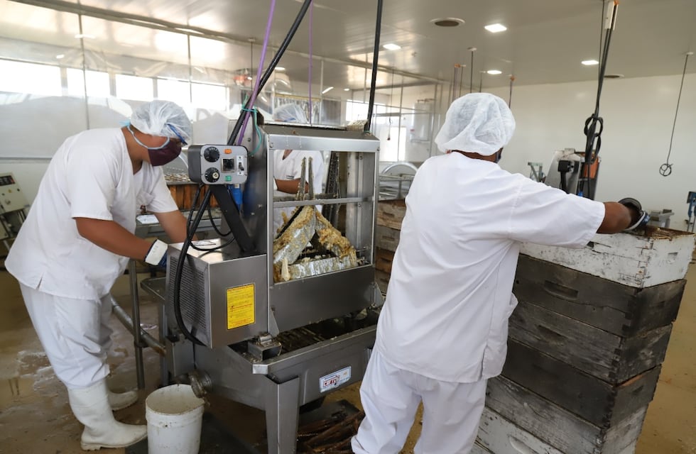 La sala de extracción de miel procesó cinco toneladas en dos meses