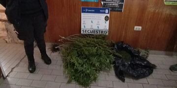 Tres Arroyos: Recuperan plantas de marihuana robadas a un productor de aceite de cannabis