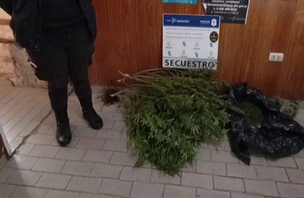 Tres Arroyos: Recuperan plantas de marihuana robadas a un productor de aceite de cannabis