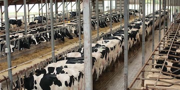 Tambo y cambios genéticos