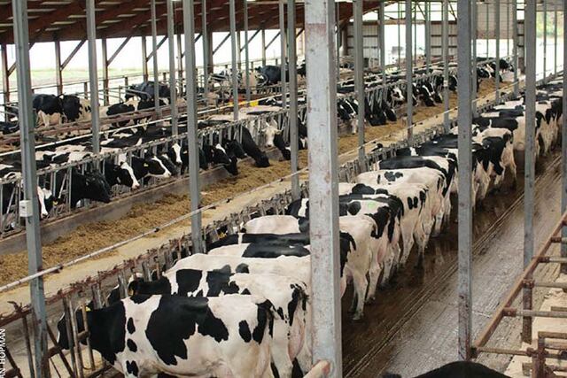 Tambo y cambios genéticos