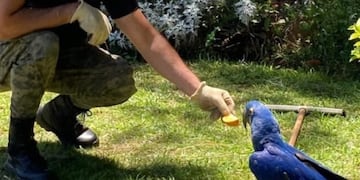 Recuperan en Candelaria un ejemplar de guacamayo azul herido.