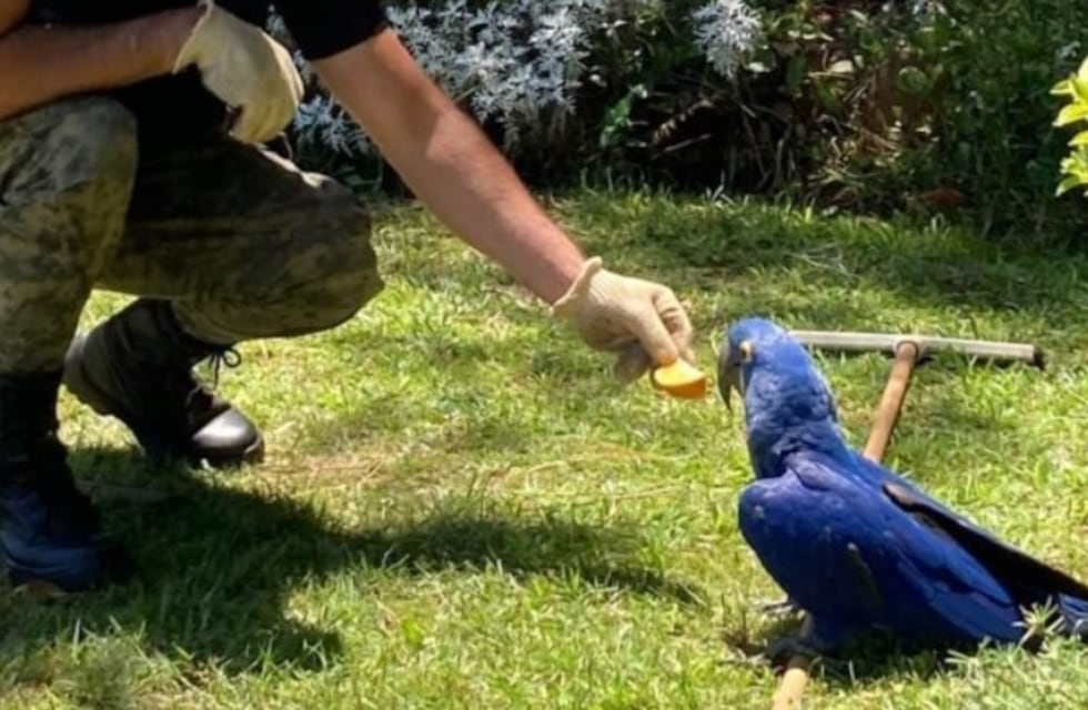 Recuperan en Candelaria un ejemplar de guacamayo azul herido