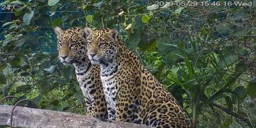 Ambos ejemplares son hembras y en poco tiempo se les sacará el radiocollar que tienen para ser rastreados.