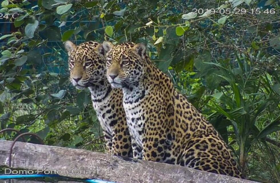 Luego de 3 años confirmaron que ambos yaguaretés insertados en el Iberá son hembras