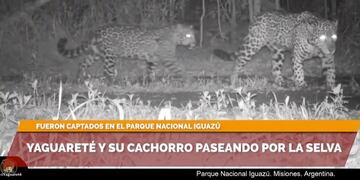 Yaguareté y su cría son captadas por cámara trampa del Parque Nacional Iguazú.