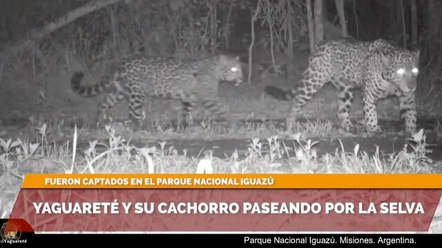 Yaguareté y su cría son captadas por cámara trampa del Parque Nacional Iguazú.