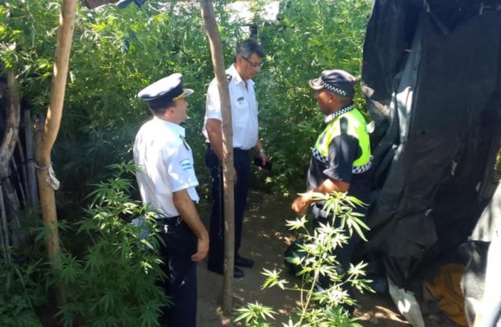 Encontraron 35 plantas de marihuana en una vivienda en Alberdi