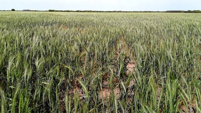 Apuestan por un buen año del trigo para mejorar las condiciones que dejó la sequía.