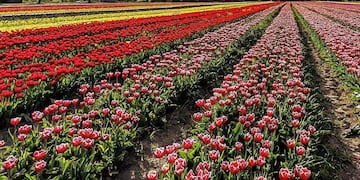 El colorido Campo de Tulipanes.