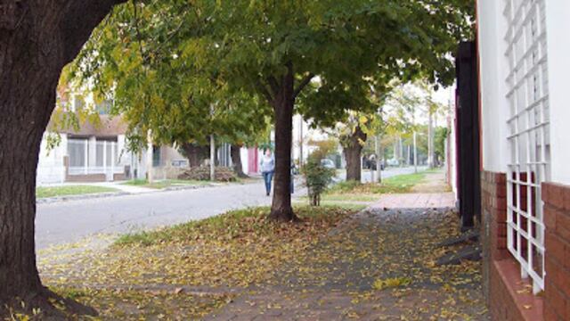 El Municipio hará un descuento del 5% si el vecino tiene dos arboles en frente del domicilio