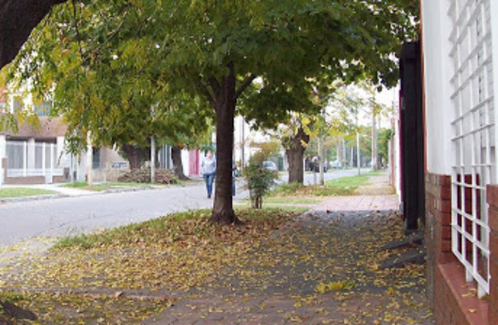 El Municipio hará un descuento del 5% si el vecino tiene dos arboles en frente del domicilio